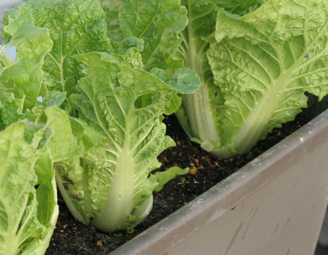 秋に植える野菜