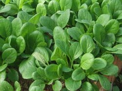 冬に植える野菜