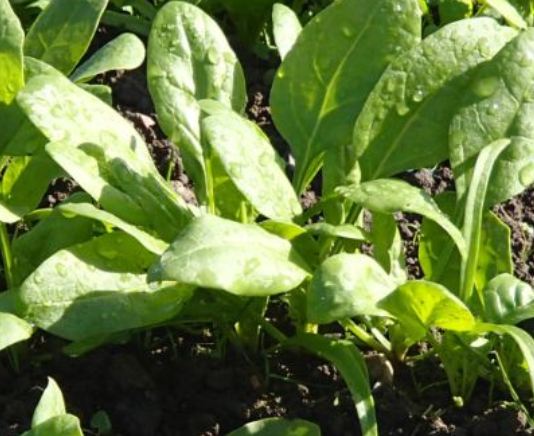 春に植える野菜
