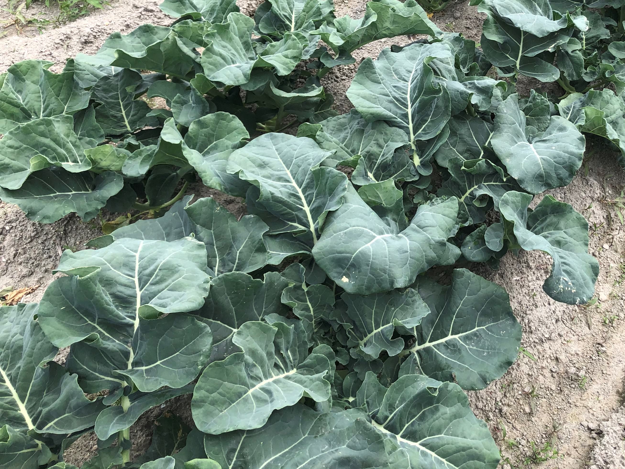 夏に植える野菜