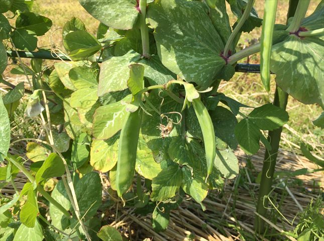 冬に植える野菜一覧