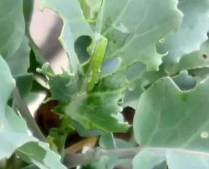 アブラナ科の野菜の害虫
