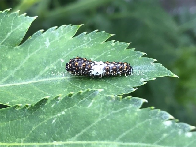 ニンジンの害虫対策
