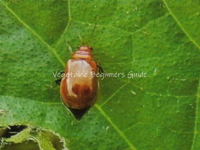 ウリがに良く発生する害虫