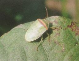 マメ科の野菜に発生する害虫の種類と対策
