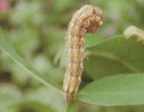 ナス科の野菜に集まる害虫の種類と対策