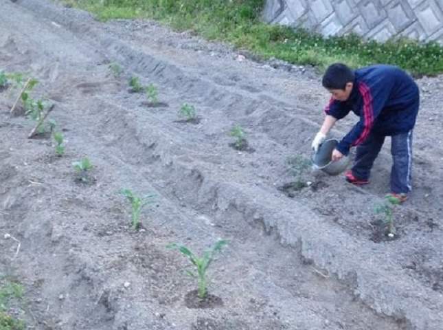 野菜栽培士による野菜栽培のコツとポイント