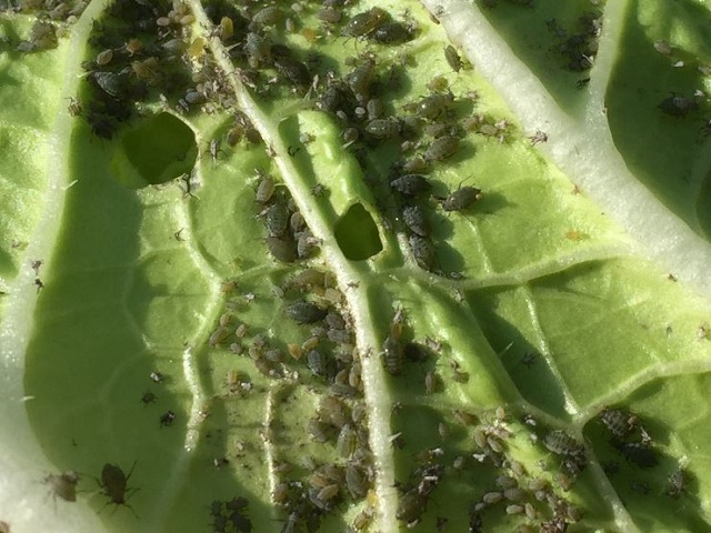 カラシナの害虫駆除