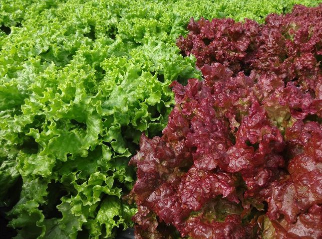 葉野菜の種類と栽培方法一覧