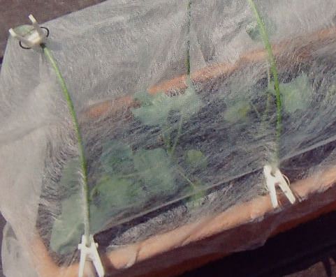 カブの害虫対策