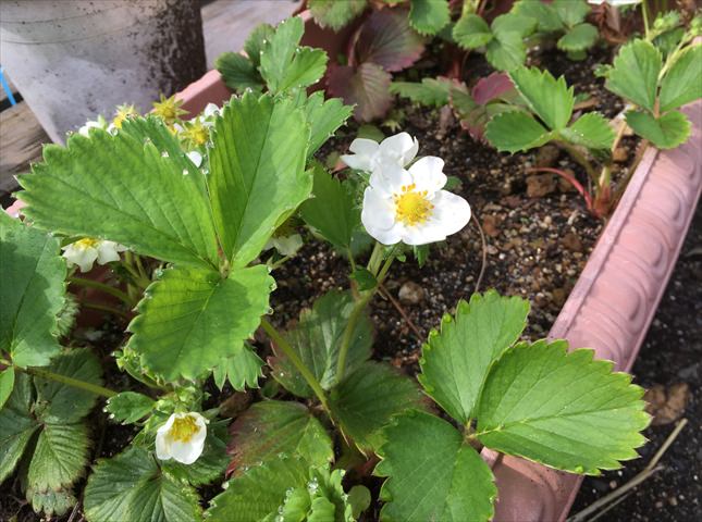 イチゴの花摘みの仕方
