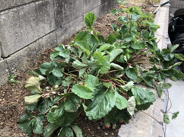 イチゴの株分けの方法
