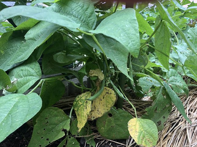 インゲンマメの病気対策と害虫対策