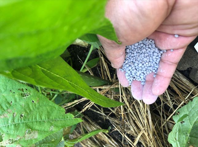 インゲンマメの追肥の量