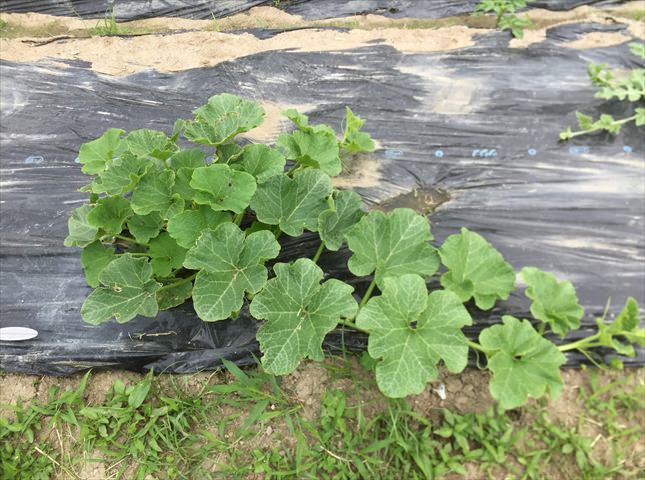 カボチャの種が発芽しない原因は