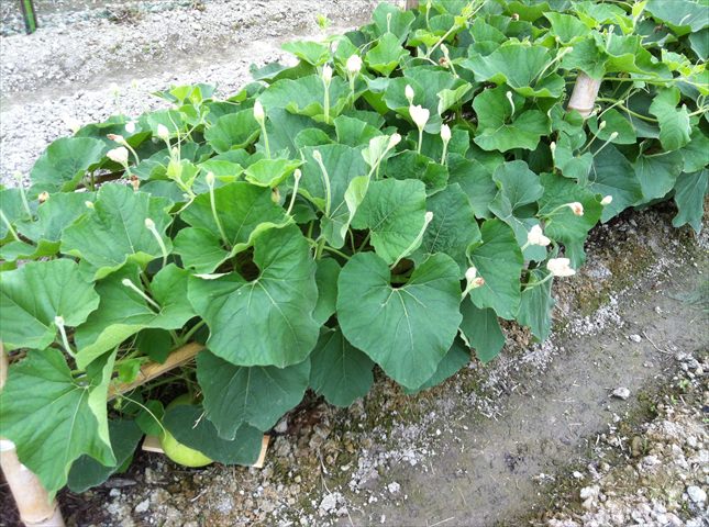 カボチャの害虫対策