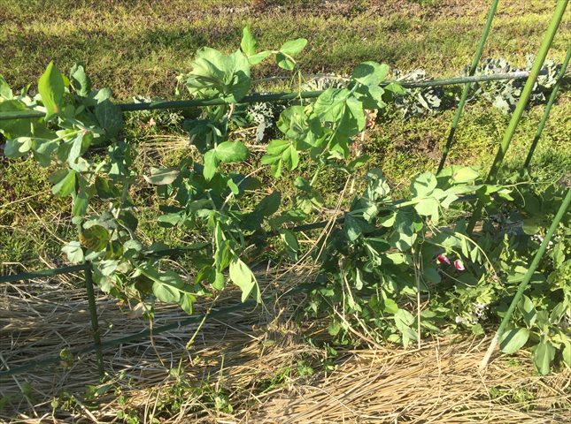 キヌサヤの病気対策と害虫対策
