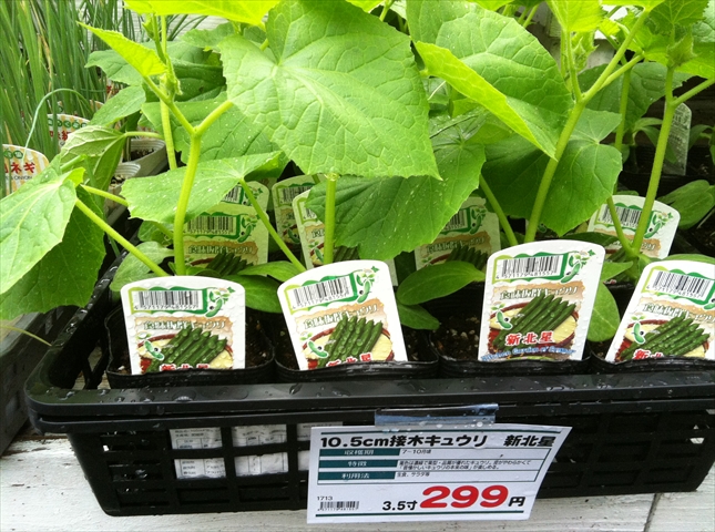 キュウリ品種