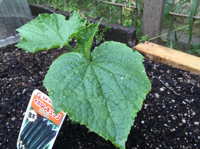 きゅうりの植え付け