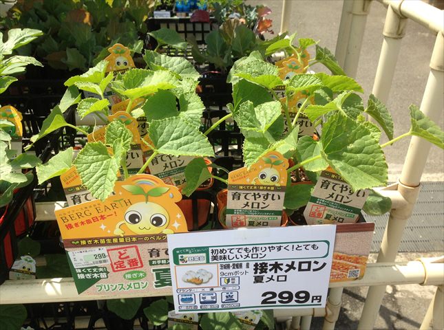 メロンおすすめの品種