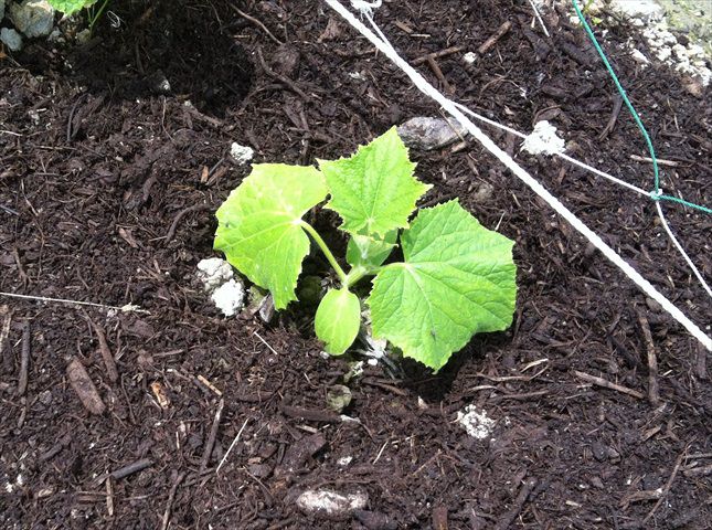メロンの苗の植え付け方