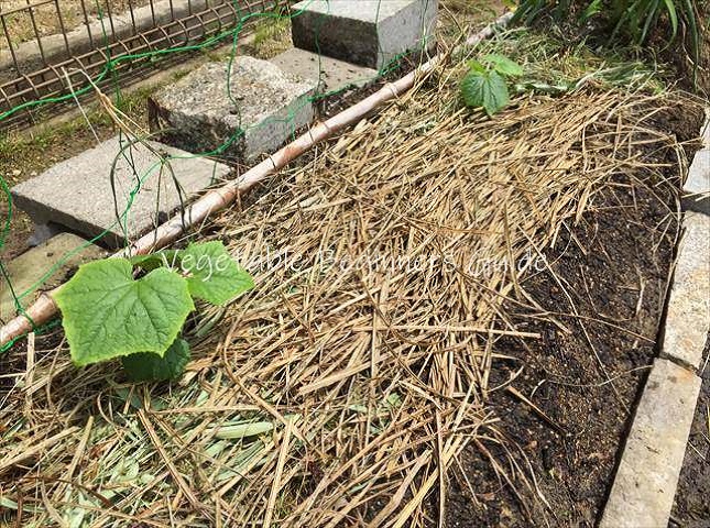 メロンの苗を植えるコツ