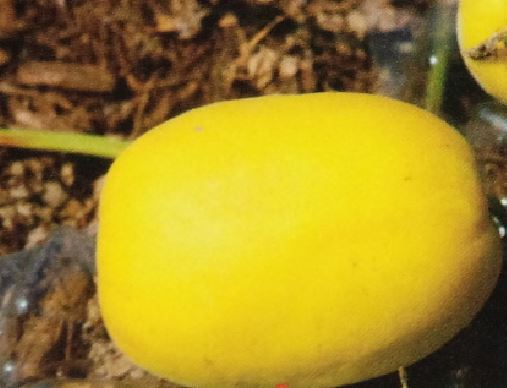 メロンの玉直しで色むらを防ぐ