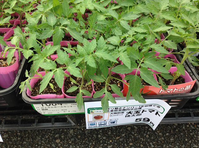 トマトおすすめの品種