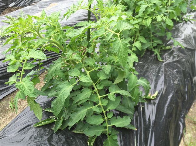 トマト植え付け