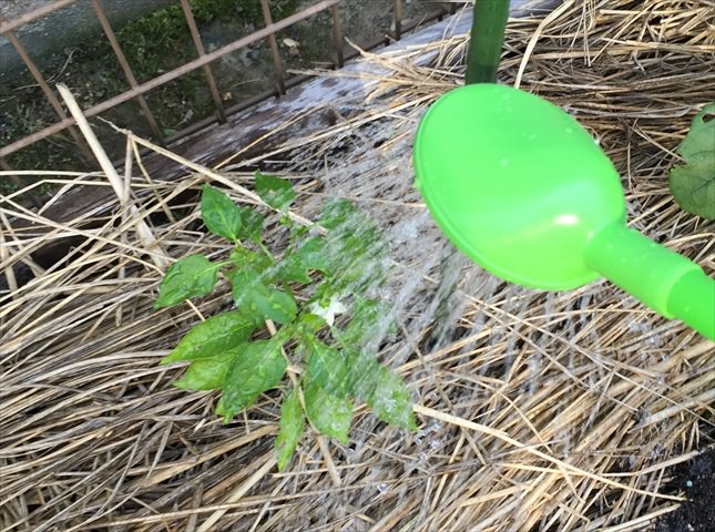 トウガラシの水やり（灌水回数）