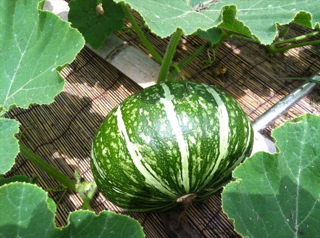 実野菜の種類と栽培方法一覧