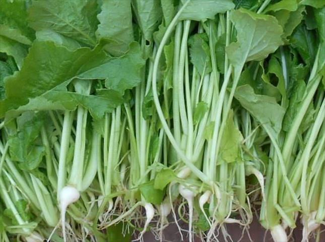カブの間引き菜