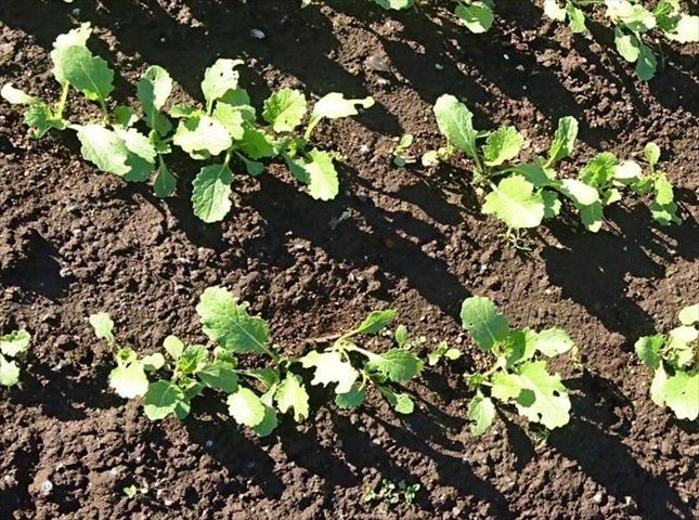 カブの間引き方（筋蒔き・点蒔き）