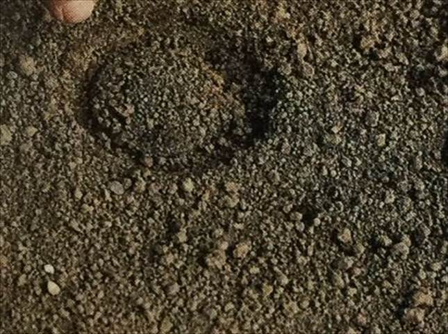 カブの種まき時期