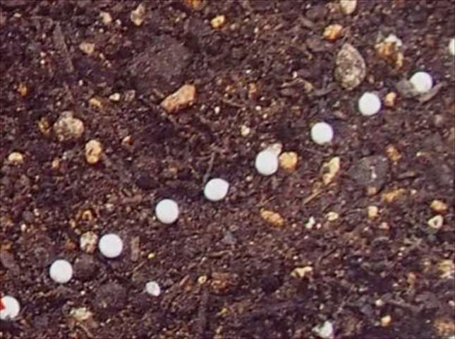 ニンジンを種から育てる