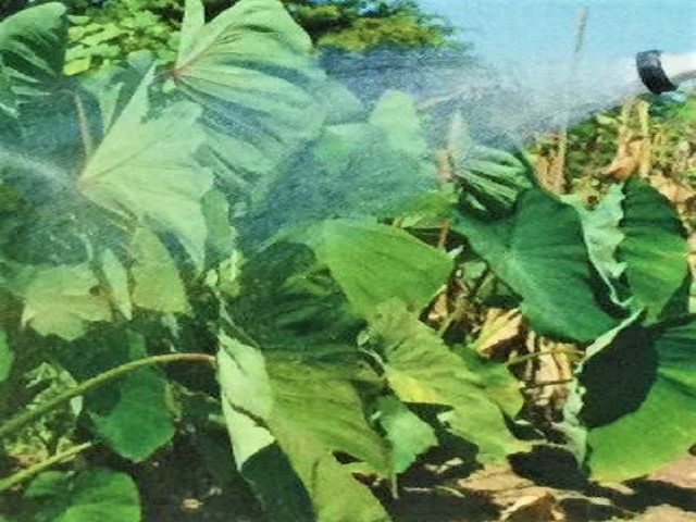サトイモの水やり