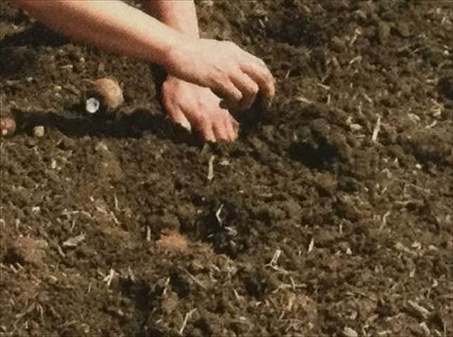 サトイモの種イモの植え付け方