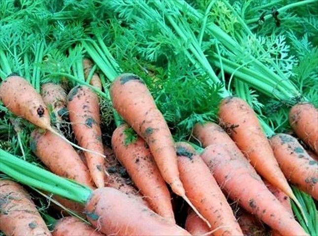根野菜の種類と栽培方法一覧