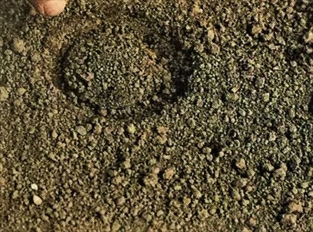 シソを種から育てる方法
