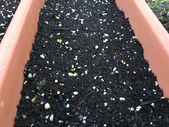ズッキーニを植える時の用土の量