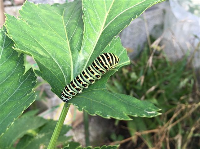 アシタバの害虫対策