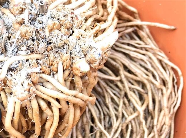 アスパラガスの苗（根株）の植え付け方