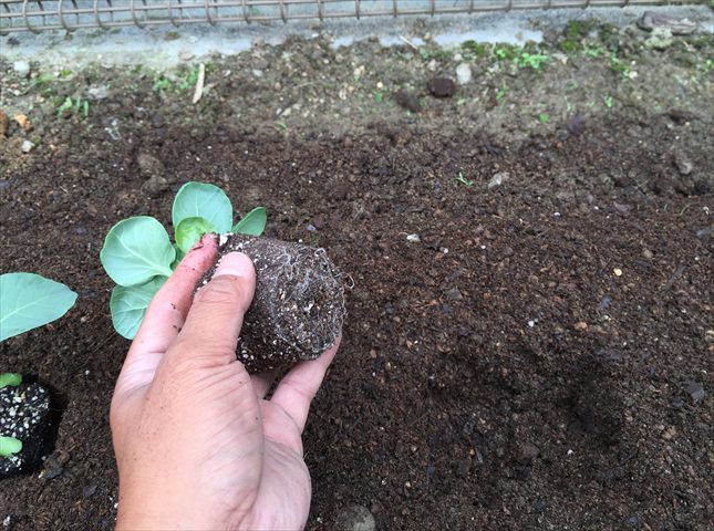 ブロッコリーの苗の植え付け方