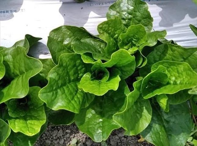 ツルナの栽培方法と育て方のコツ