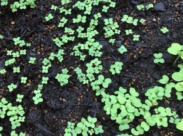 キョウナが発芽日数