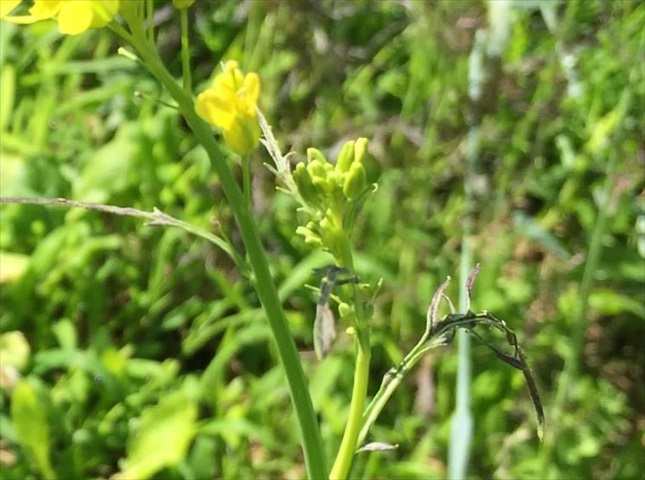 カラシナの栄養素や旬は？