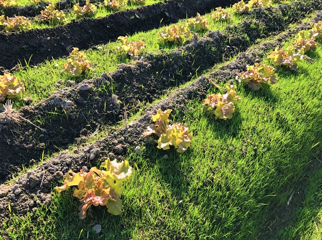 サニーレタスの植え付け間隔
