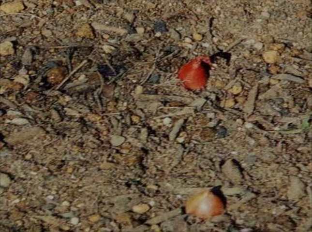タマネギの植え方