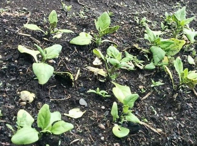 ツルナの苗の植え付け方