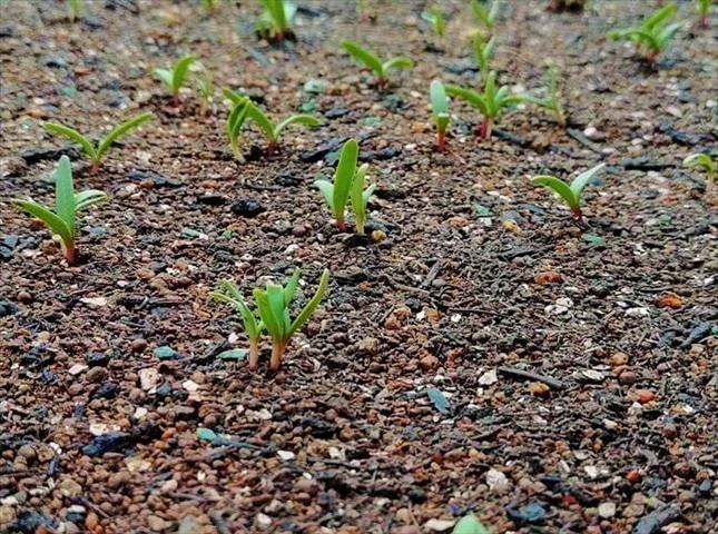ツルナのポット種まき